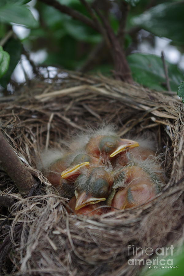 Baby Robins Photograph by Tannis  Baldwin