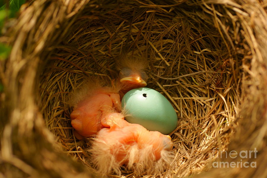 Baby Robins2 Photograph by Loni Collins