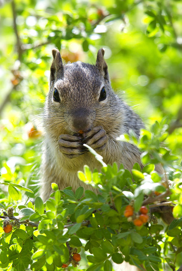 rock squirrel