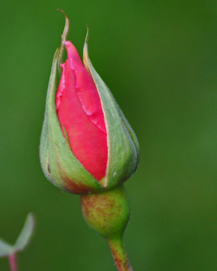 Baby Rose Bud Photograph by Tikvahs Hope