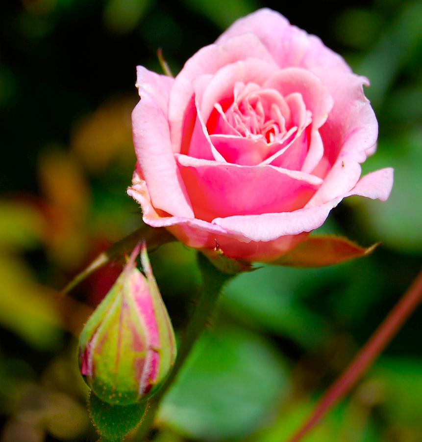 Baby Rose Photograph by Lisa Merman Bender