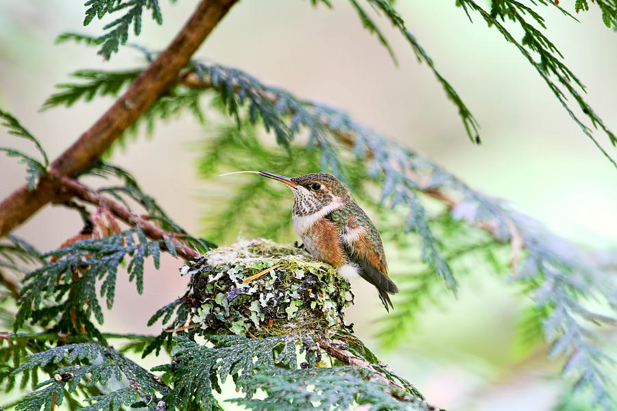 Baby Rufous Hummingbird Photograph by Peggy Collins