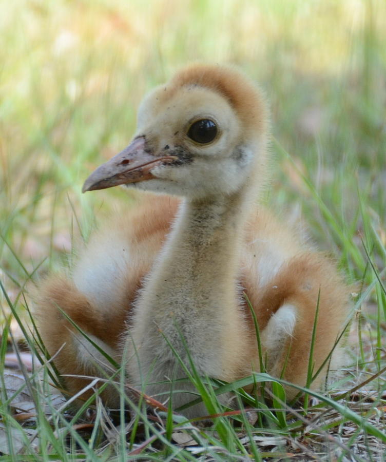 Baby Sand Hill Crane Photograph by John Cawthron