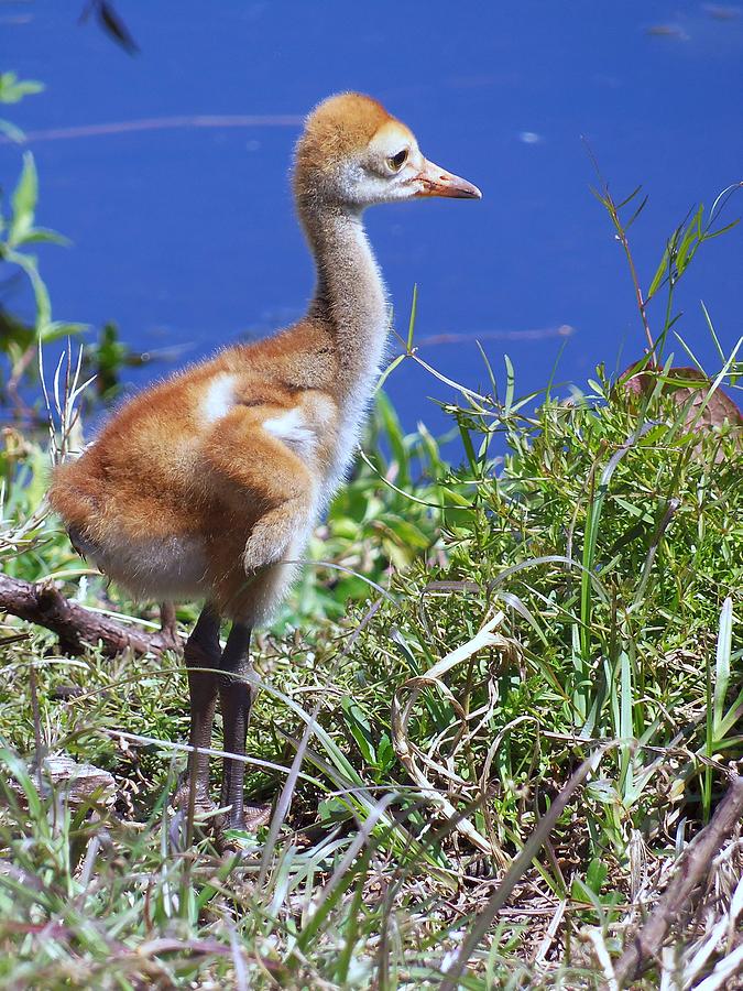 Baby Sandhill Crane 063 Photograph by Christopher Mercer - Pixels