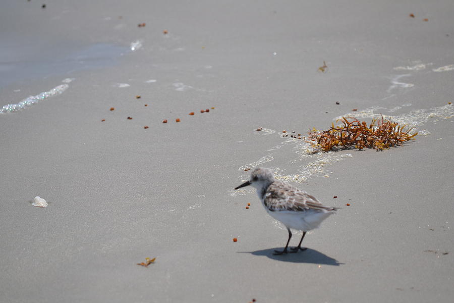 Baby sea bird Photograph by Belinda Amerman - Fine Art America