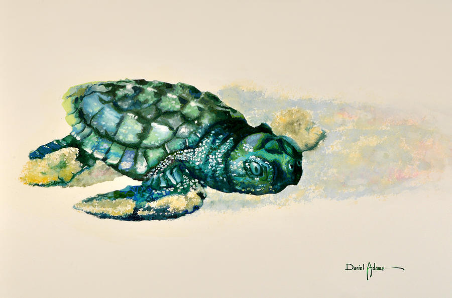  DA150 Baby Sea Turtle by Daniel Adams  Painting by Daniel Adams