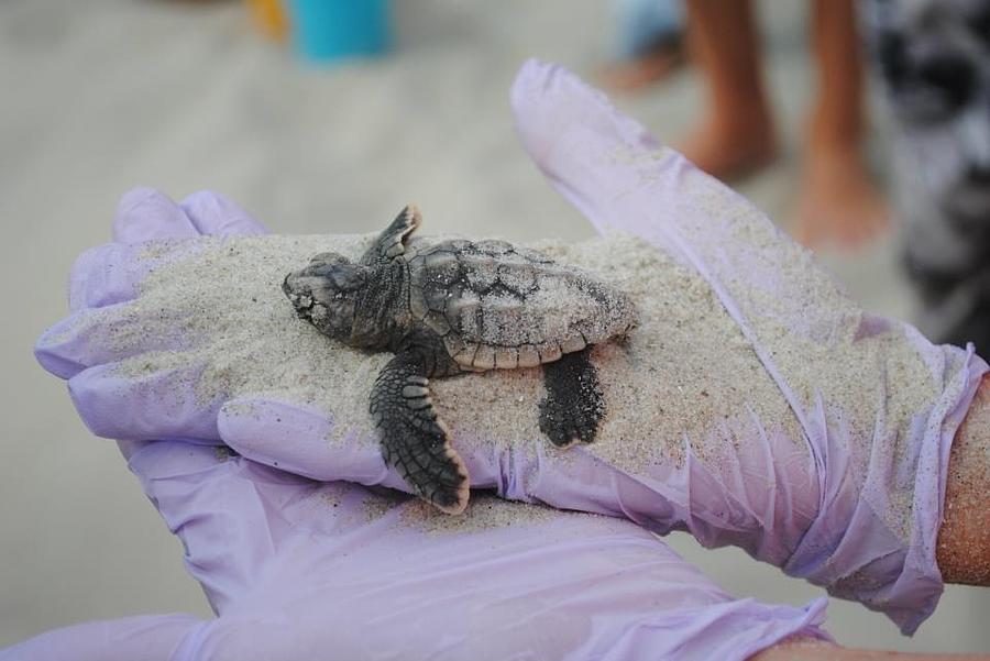 Baby Sea Turtle Photograph by Deborah Weidrick | Fine Art America