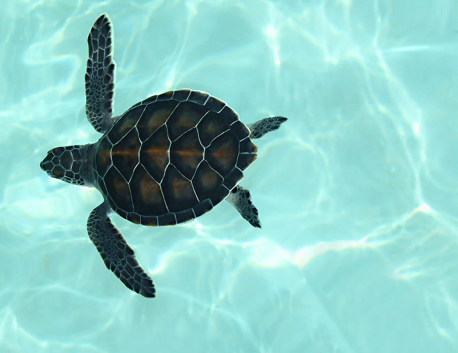 Baby Sea Turtle Photograph by Ellen Henneke