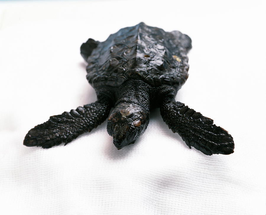 Baby Sea Turtle Photograph by Mauro Fermariello/science Photo Library ...