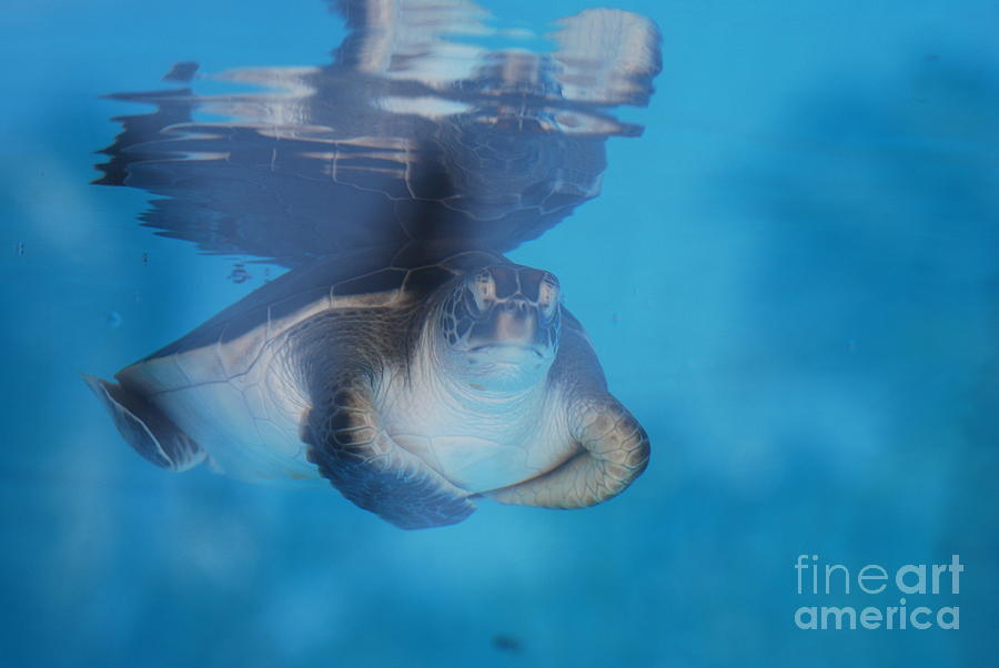Baby Sea Turtle Reflected in the Waters Surface Photograph by DejaVu Designs