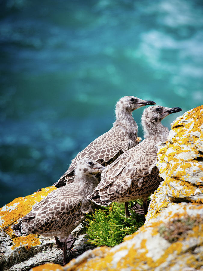 Baby Seagulls On Rocky Seashore Cliff Photograph by Miemo Penttinen - Miemo.net