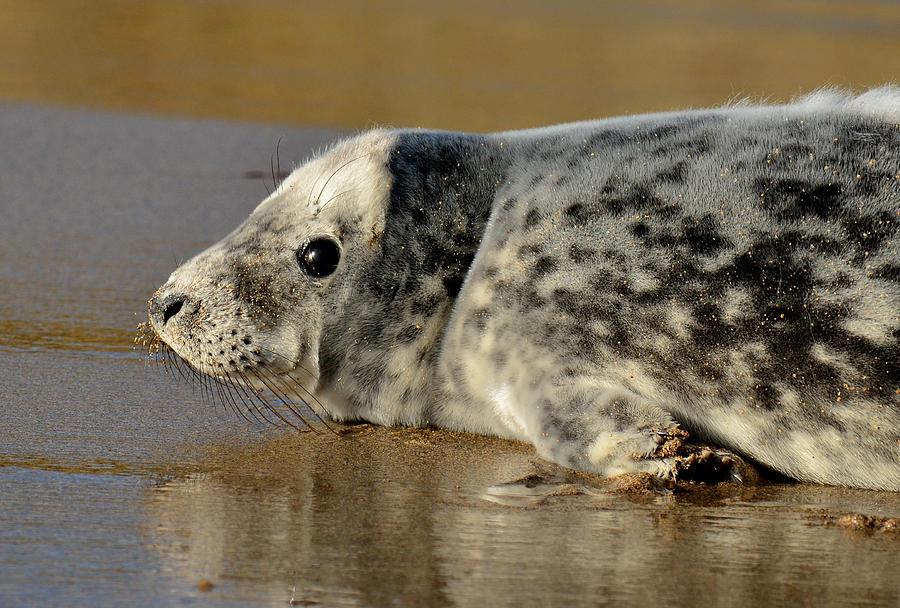 Beach Photograph - Baby seal by Barbara Walsh