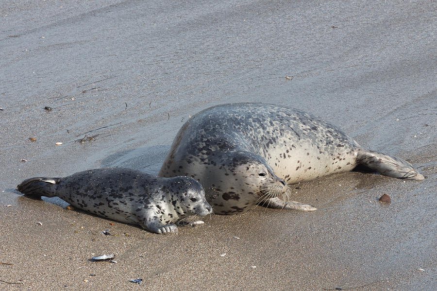 Baby Seal with her Mom Photograph by Kathleen Bishop