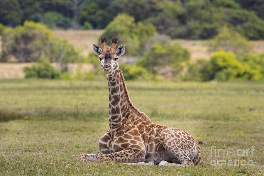 Baby Series Giraffe Photograph by Jennifer Ludlum