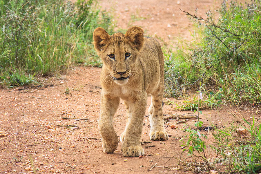 Baby Series Lion Photograph by Jennifer Ludlum
