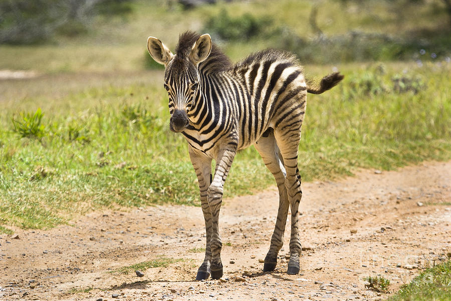 Baby Series Zebra Photograph by Jennifer Ludlum