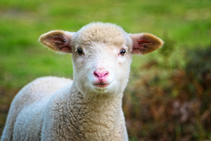 Baby Sheep close up Photograph by Tracielouise