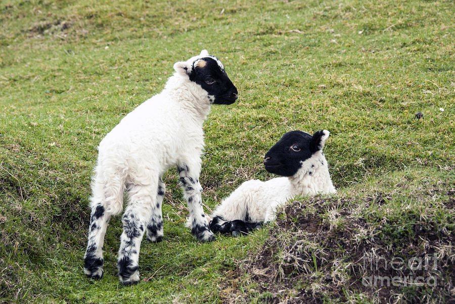 Animal Photograph - Baby Sheep by Juli Scalzi