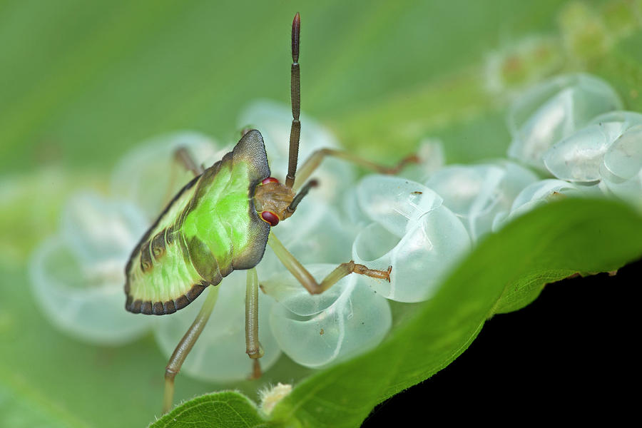 Wildlife Photograph - Baby Shield Bug On Leaf by Melvyn Yeo/science Photo Library