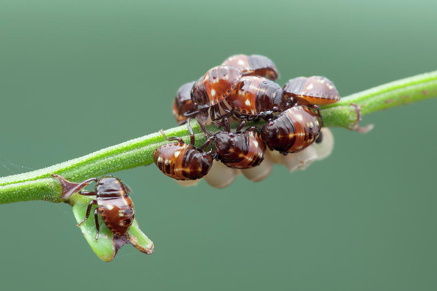 Wildlife Photograph - Baby Shield Bugs by Melvyn Yeo/science Photo Library