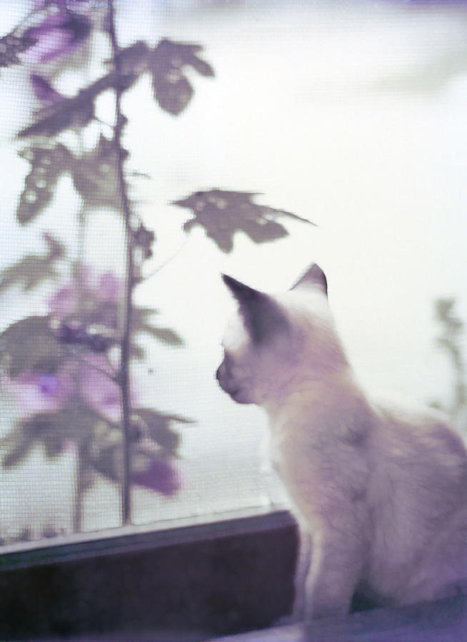 Baby Siamese Kitten Photograph by Lynn Hansen