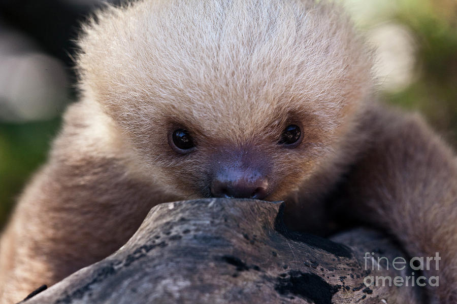 Baby Sloth 2 Photograph by Heiko Koehrer-Wagner