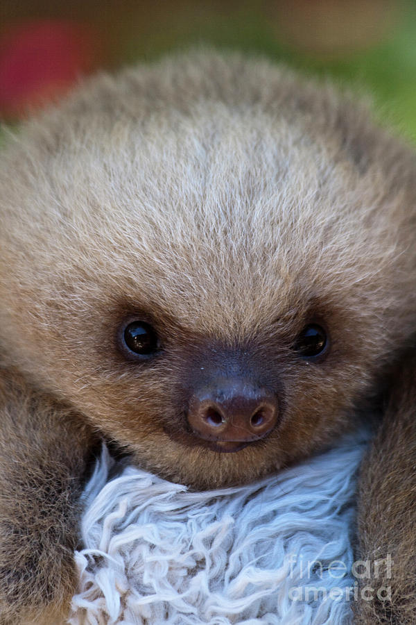 Baby Sloth Photograph by Heiko Koehrer-Wagner