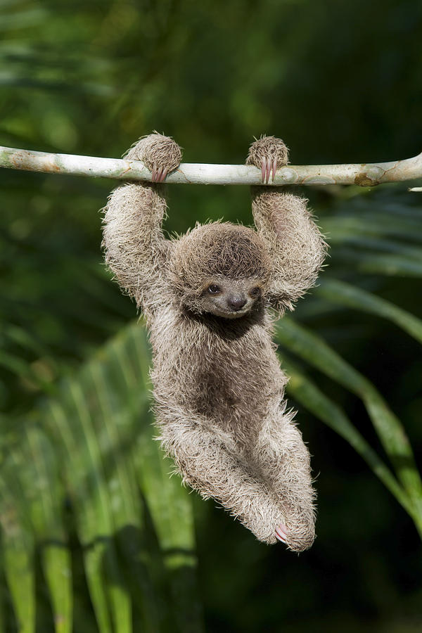 Baby Sloth Photograph by Mark Kostich