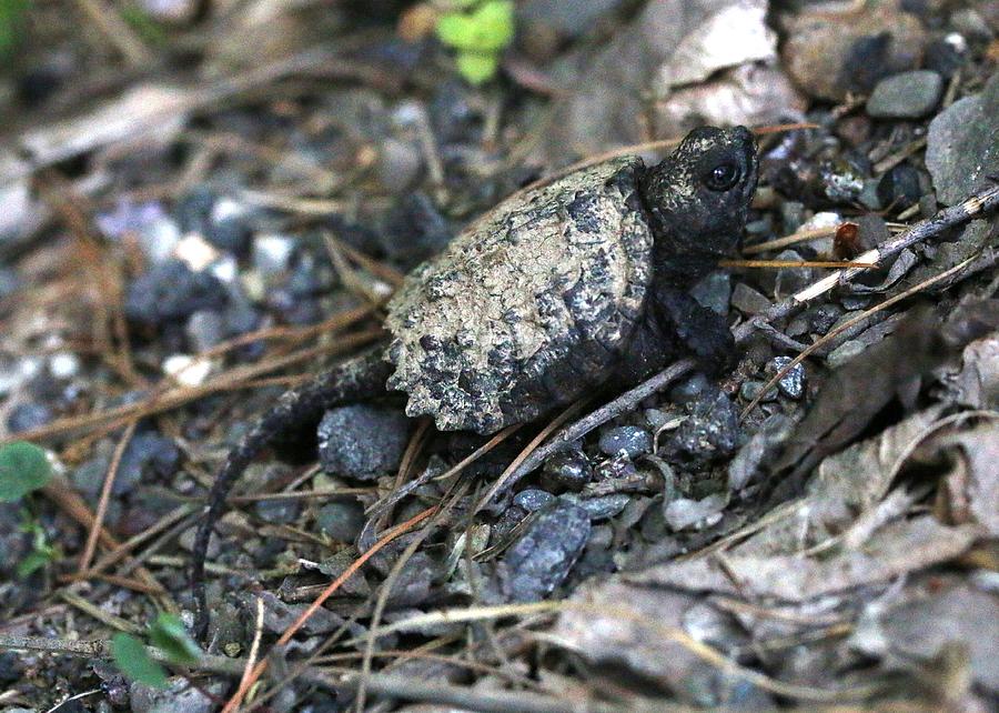 Baby Snapping Turtle Photograph by Lucinda VanVleck