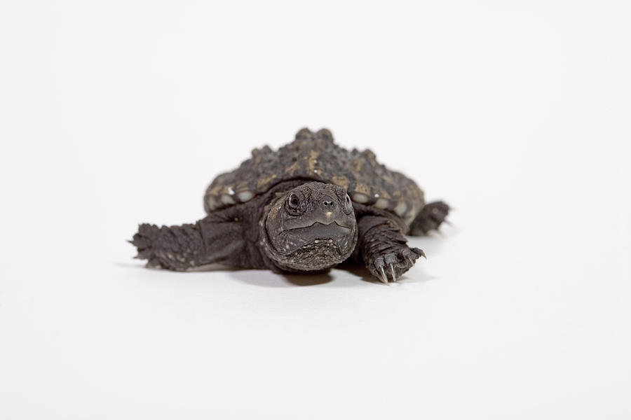 cute baby snapping turtle