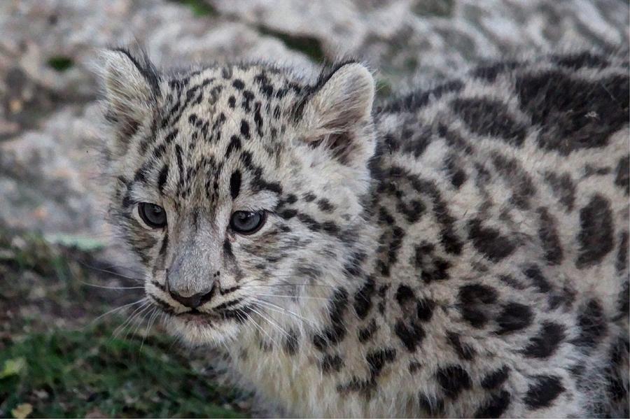 Baby Snow Leopard Photograph by Larry Trupp