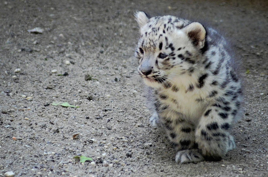 Wildlife Photograph - Baby Snow Leopard by Terry DeLuco