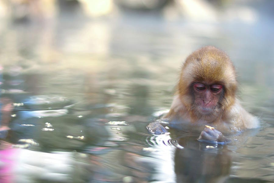 Baby Snow Monkey In Hot Spring Photograph by Electravk