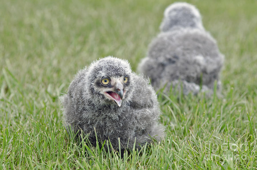 Nature Photograph - Baby Snowy Owls by JT Lewis