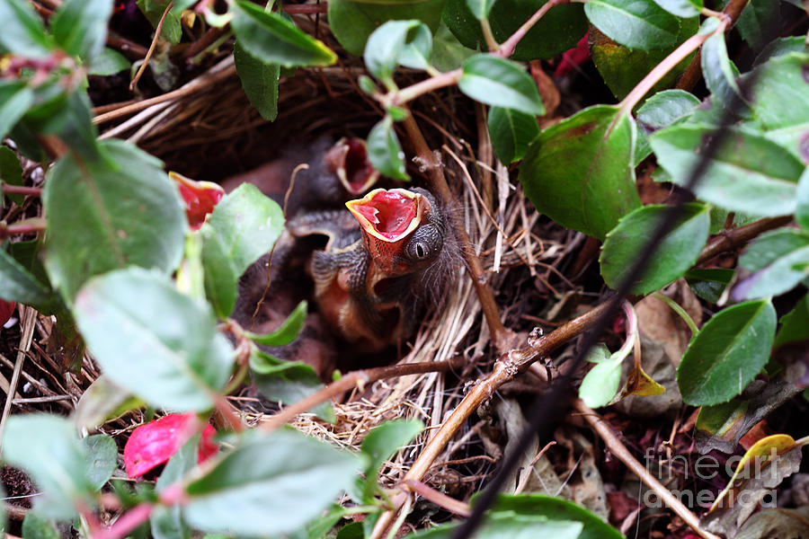Baby Sparrow in a Nest Photograph by Stephanie Frey