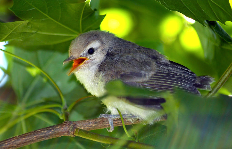 Sparrow Photograph - Baby Sparrow in the Maple Tree by Karon Melillo DeVega