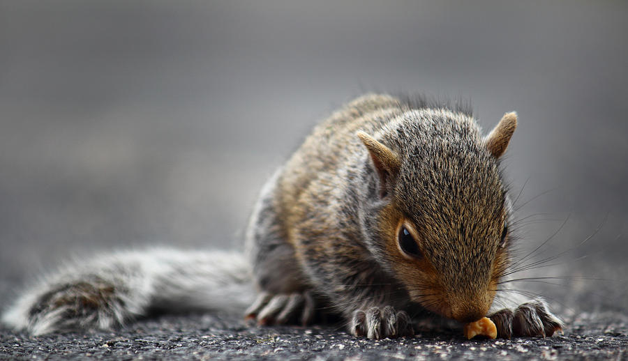 Baby Squirrel Gets a Snack Photograph by Andrew Pacheco