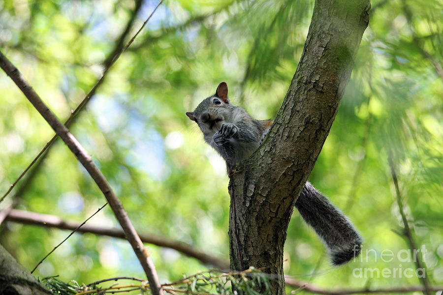 Baby Squirrel Out on a Limb Photograph by Trina  Ansel