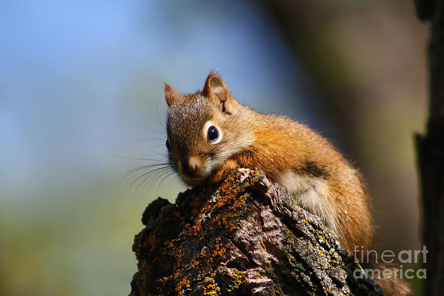 Baby Squirrel Photograph by Teresa Zieba