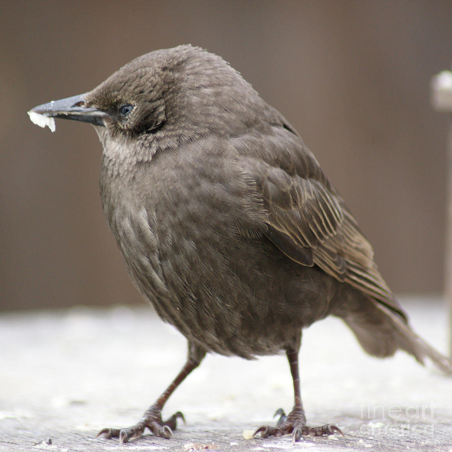 Baby Starling Age Chart