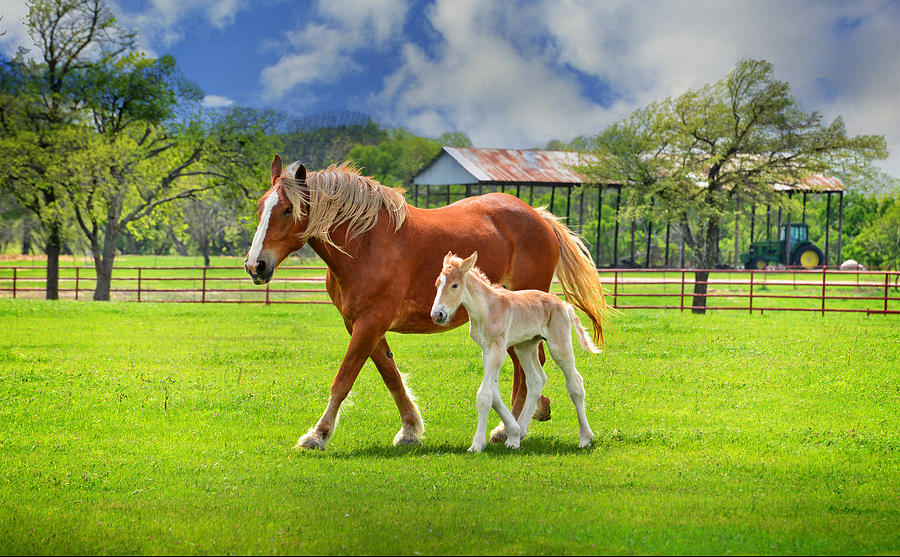 Horse Photograph - Baby Steps by Lynn Bauer