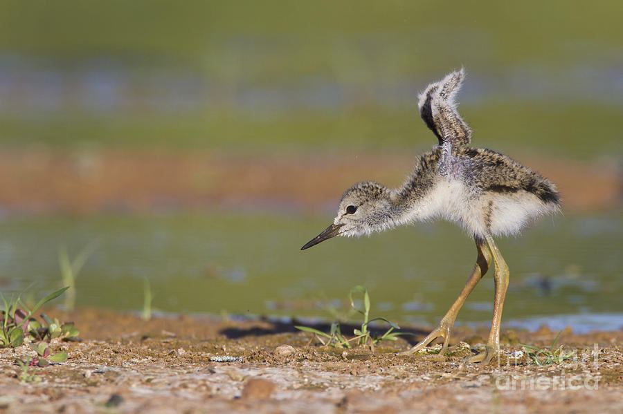 Baby stilt stretching its wings Photograph by Bryan Keil