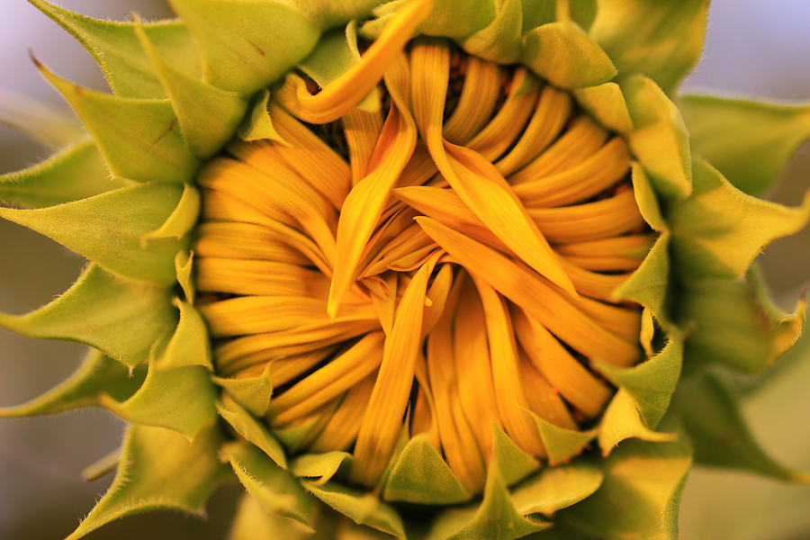 Sunflower Photograph - Baby Sunflower by Rachel Cohen