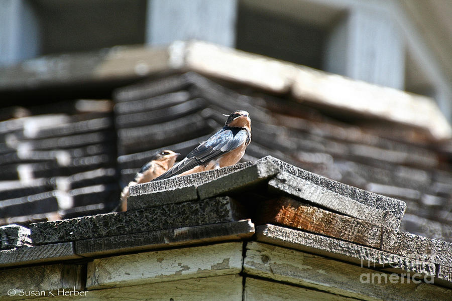 Baby Swallow Photograph by Susan Herber