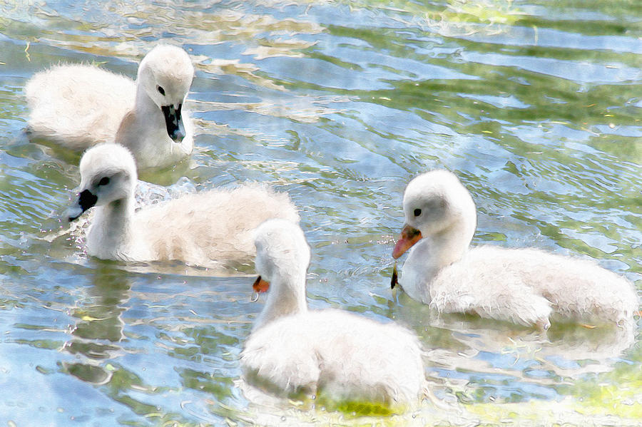 Baby Swans Photograph by David Stasiak
