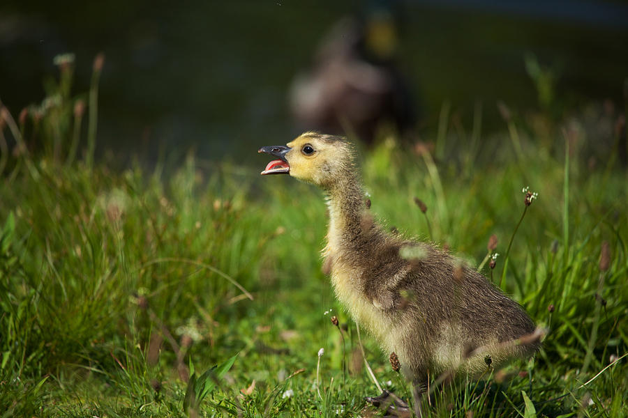 Goose Photograph - Baby Talk by Karol Livote