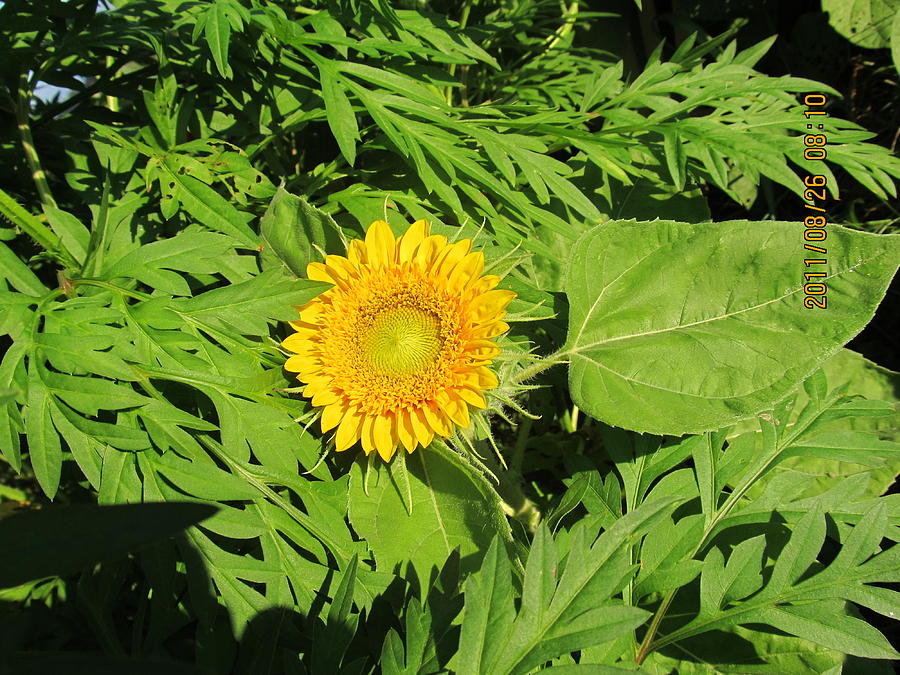 Baby Teddy Bear Sunflower Photograph by Tina M Wenger - Fine Art America