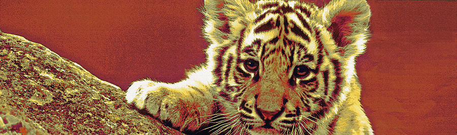 Baby Tiger Panorama Digital Art by Jane Schnetlage