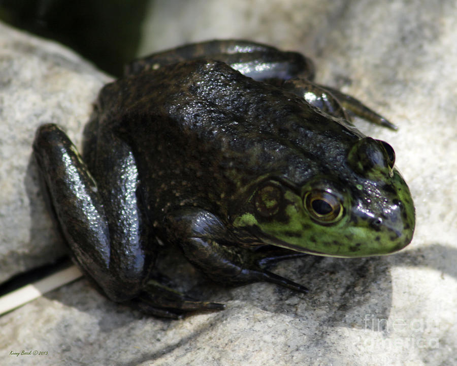 Baby American Bullfrog Just Two Inches in Length Photograph by Kenny