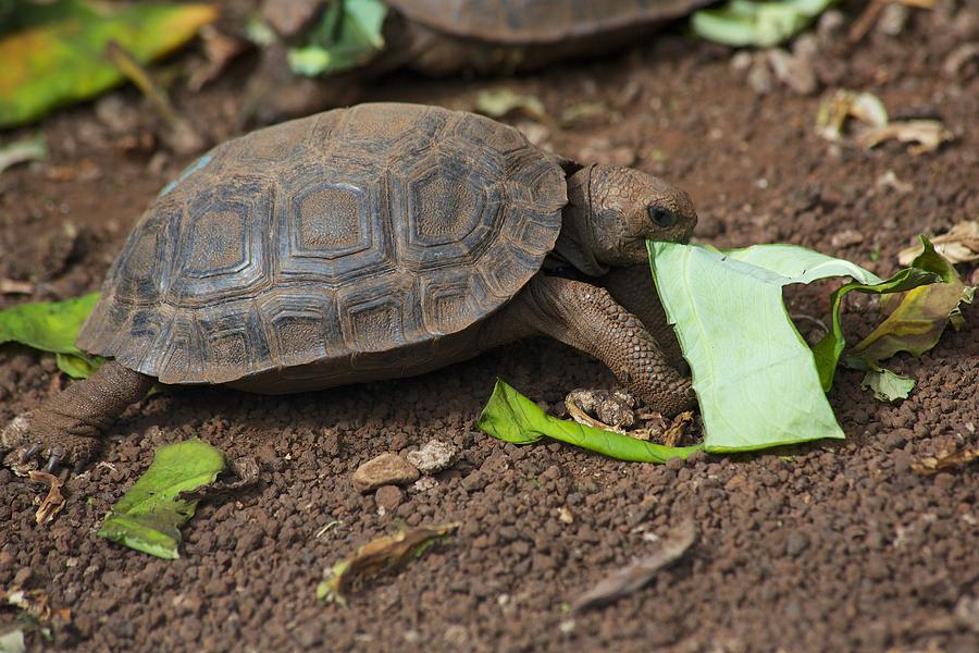 Baby Tortoise Photograph by Allan Morrison